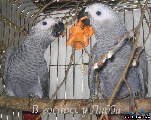 Жако птенцы выкормыши говорящие от заводчика в Ярославле