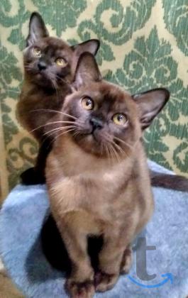 Объявление: Продаю котят породы бурма в Набережных Челнах