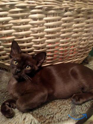 Объявление: Продаю котят породы бурма в Набережных Челнах