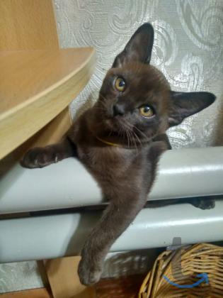 Объявление: Продаю котят породы бурма в Набережных Челнах