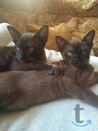 Объявление: Продаю котят породы бурма в Набережных Челнах