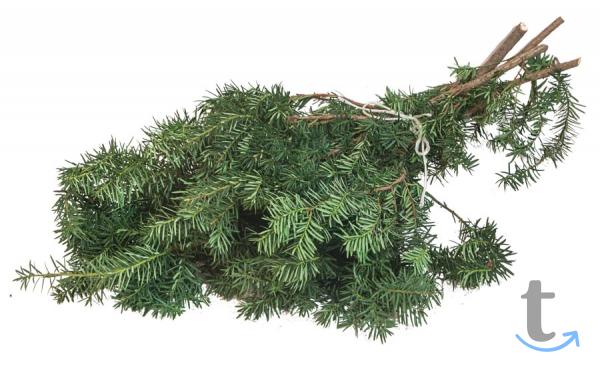 Лапник Тиса в Москве