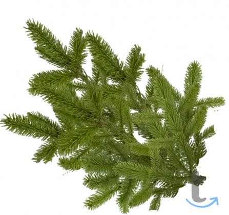 Лапник Еловый в Москве