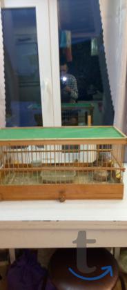 Объявление: Прродам птичек в Сызрани