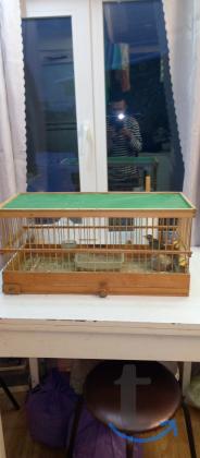 Объявление: Прродам птичек в Сызрани