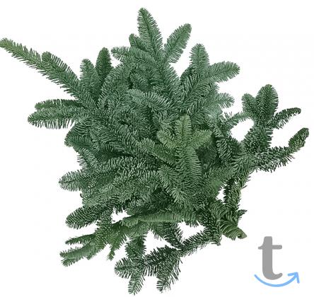 Лапник Пихты Нобилис в Москве