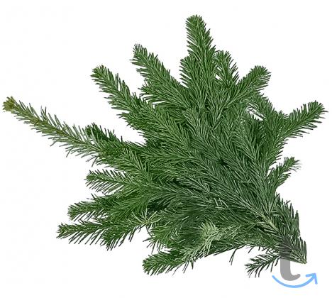 Лапник Пихты Нордмана в Москве