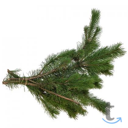 Лапник Сосны Канадской в Москве