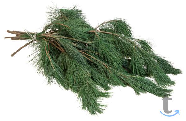 Лапник Веймутовой Сосны в Москве