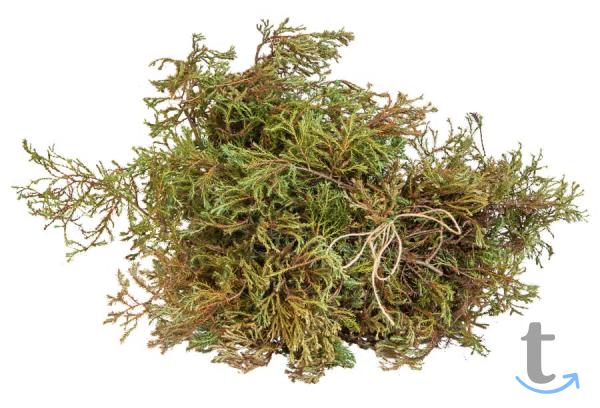 Лапник ТУИ Вересковидной в Москве