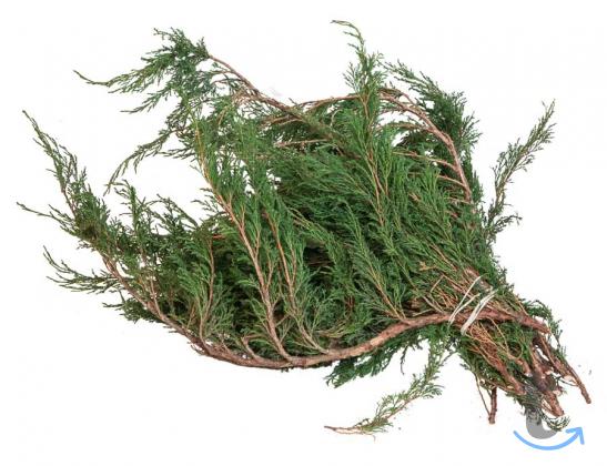 Лапник Можжевельника казацкого в Москве