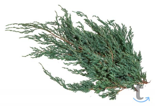 Лапник Можжевельника блю карпет в Москве