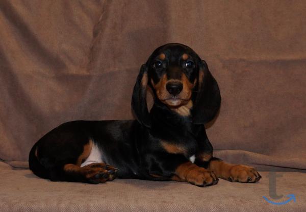 Объявление: Таксы стандартные. РКФ в Иваново