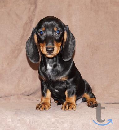 Объявление: Таксы стандартные. РКФ в Иваново