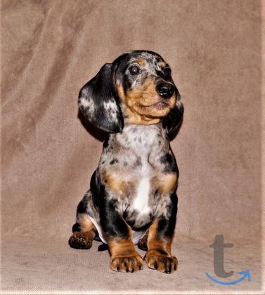 Объявление: Таксы стандартные. РКФ в Иваново