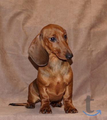 Объявление: Таксы стандартные. РКФ в Иваново