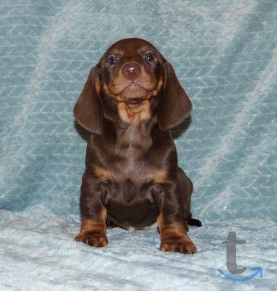 Объявление: Такса стандартная г-ш. РКФ в Иваново