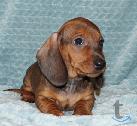 Объявление: Такса стандартная г-ш. РКФ в Иваново