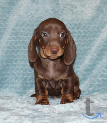 Объявление: Такса стандартная г-ш. РКФ в Иваново