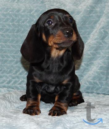 Объявление: Такса стандартная г-ш. РКФ в Иваново