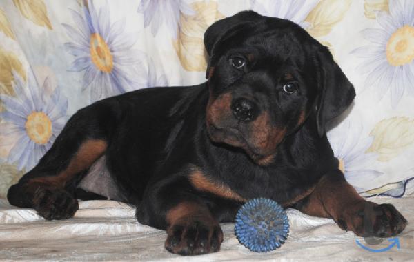 Объявление: Крутые щенки ротвейлера в Челябинске