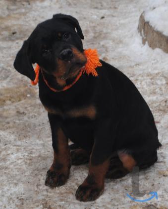 Объявление: Крутые щенки ротвейлера в Челябинске