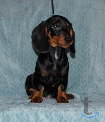 Объявление: Такса стандартная РКФ. в Иваново