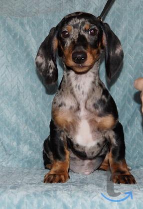 Объявление: Такса стандартная РКФ. в Иваново