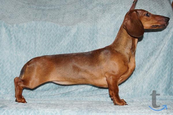 Объявление: Такса стандартная РКФ. в Иваново