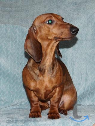 Объявление: Такса стандартная РКФ. в Иваново