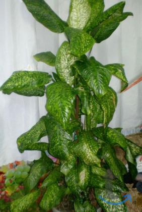 Дифенбахия в Ставрополе