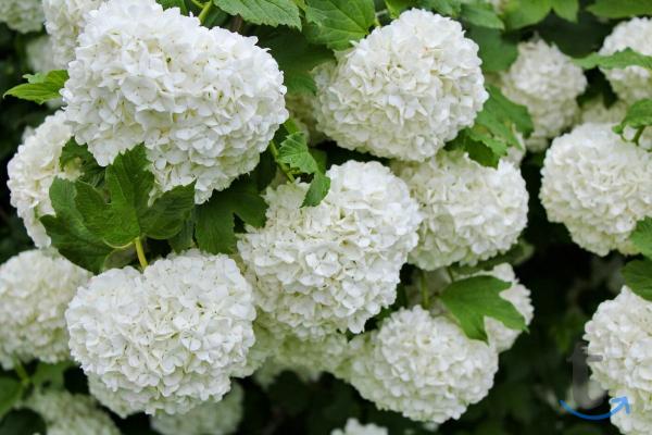  Калина Розеум   Буль-де-неж    в Ставрополе