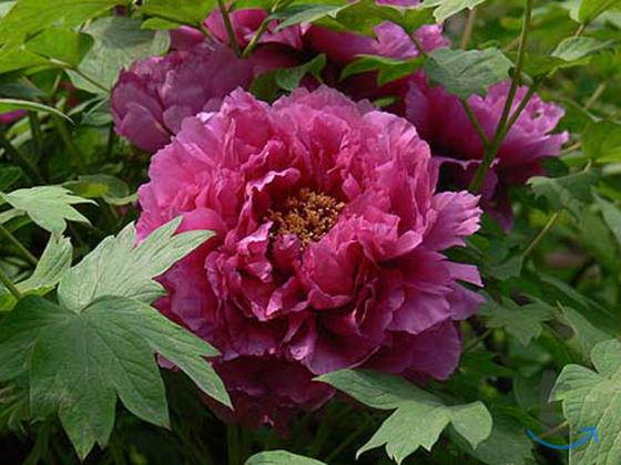 Пион Древовидный Луо Янг Хон в Ставрополе