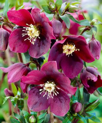 МОРОЗНИК  Рэд Хейбрид  RED  HYBRID в Ставрополе