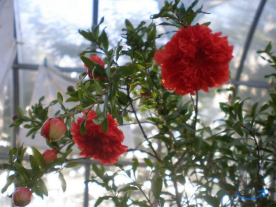 Гранатовое дерево Flore Pleno в Ставрополе