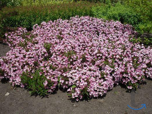 Вейгела (сорт Pink Poppet®) в Ставрополе