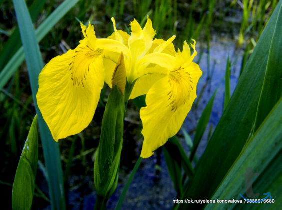 Ирис водный - Iris pseudacorus в Ставрополе