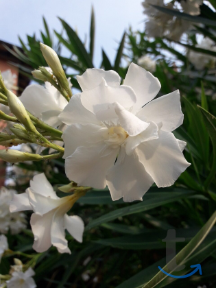 Олеандр  Prince de Conti в Ставрополе