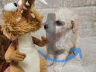 Объявление: Щенки той-пуделя в Перми