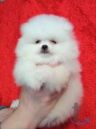 Объявление: Шпицемишки в Екатеринбурге