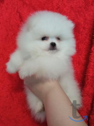 Объявление: Шпицемишки в Екатеринбурге