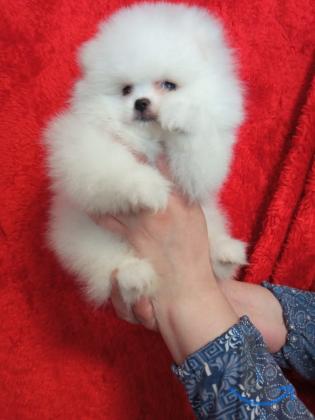 Объявление: Шпицемишки в Екатеринбурге