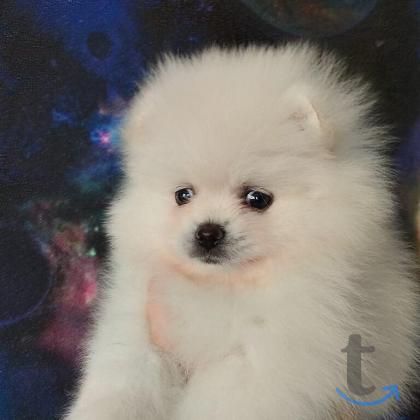 Объявление: Шпицемишки в Екатеринбурге