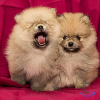 Объявление: щеночки шпица в Екатеринбурге