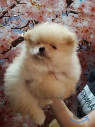 Объявление: щеночки шпица в Екатеринбурге