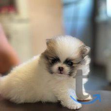 Объявление: щеночки шпица в Екатеринбурге