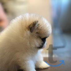 Объявление: щеночки шпица в Екатеринбурге