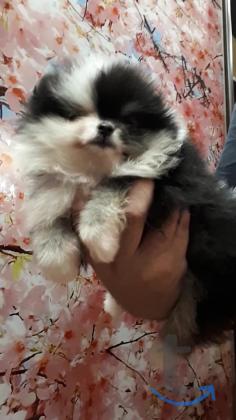 Объявление: щеночки шпица в Екатеринбурге