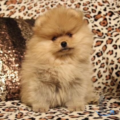 Объявление: щеночки шпица в Екатеринбурге