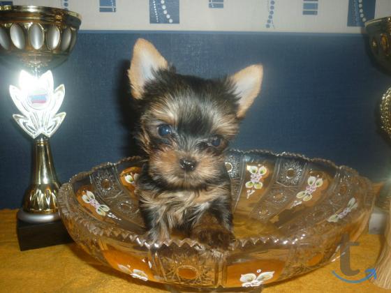 Объявление: йоркширские терьеры в Екатеринбурге